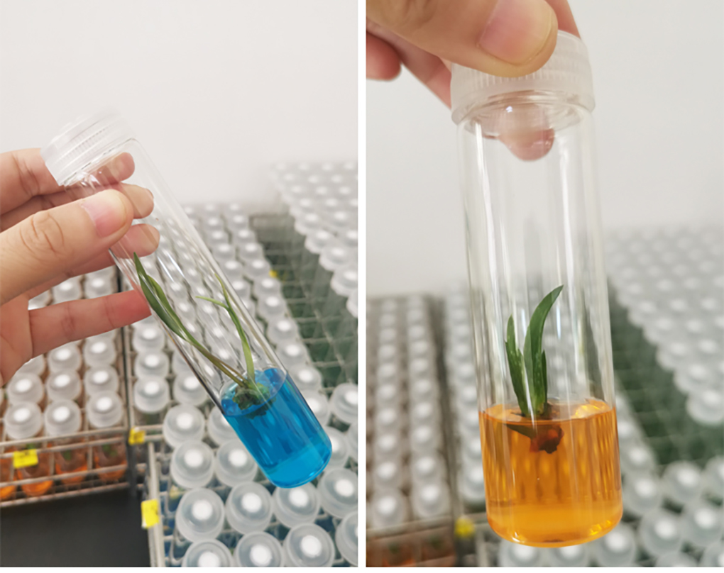 1662364631158443.jpg 組培試管_12.jpg