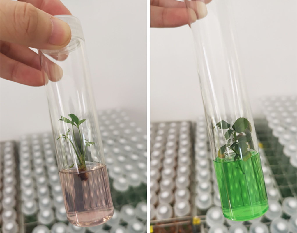 1662364634210891.jpg 組培試管_13.jpg