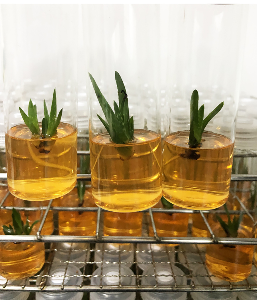 1662364637337649.jpg 組培試管_14.jpg