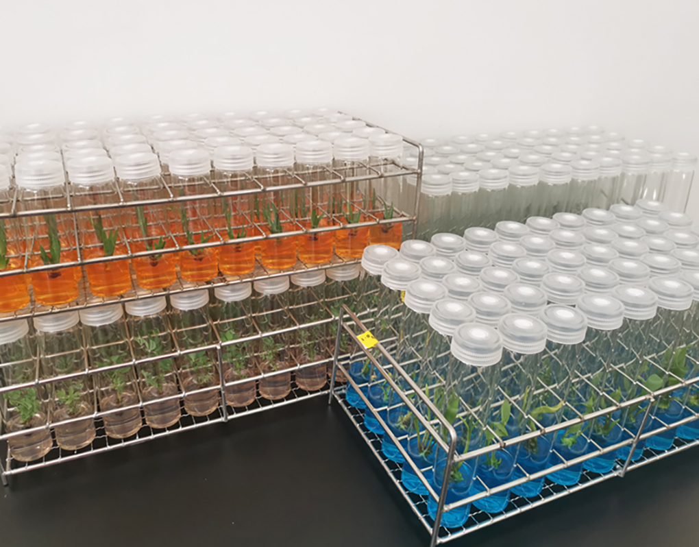 1662364644481925.jpg 組培試管_17.jpg