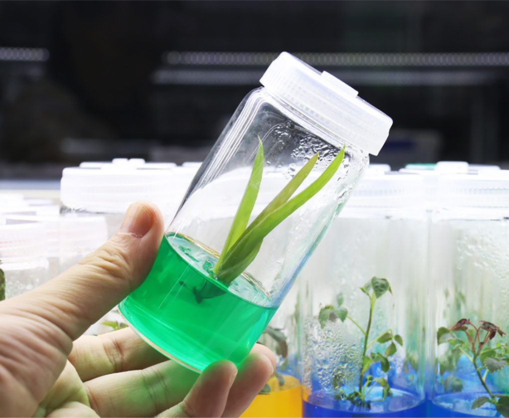 1662364646332917.jpg 組培試管_18.jpg