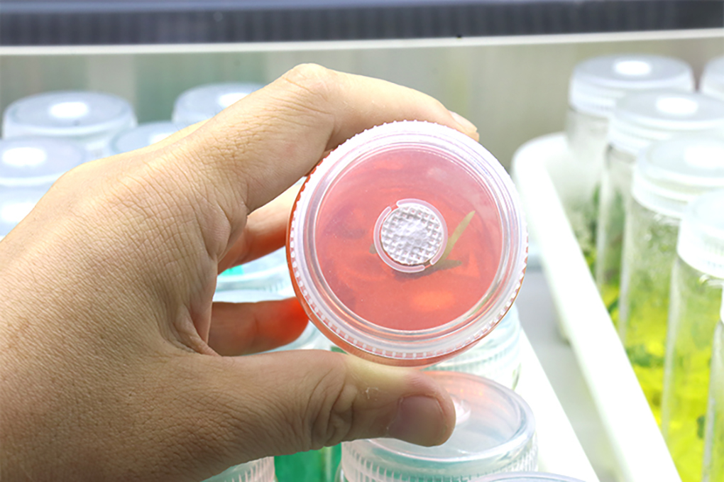 1662364650232579.jpg 組培試管_20.jpg