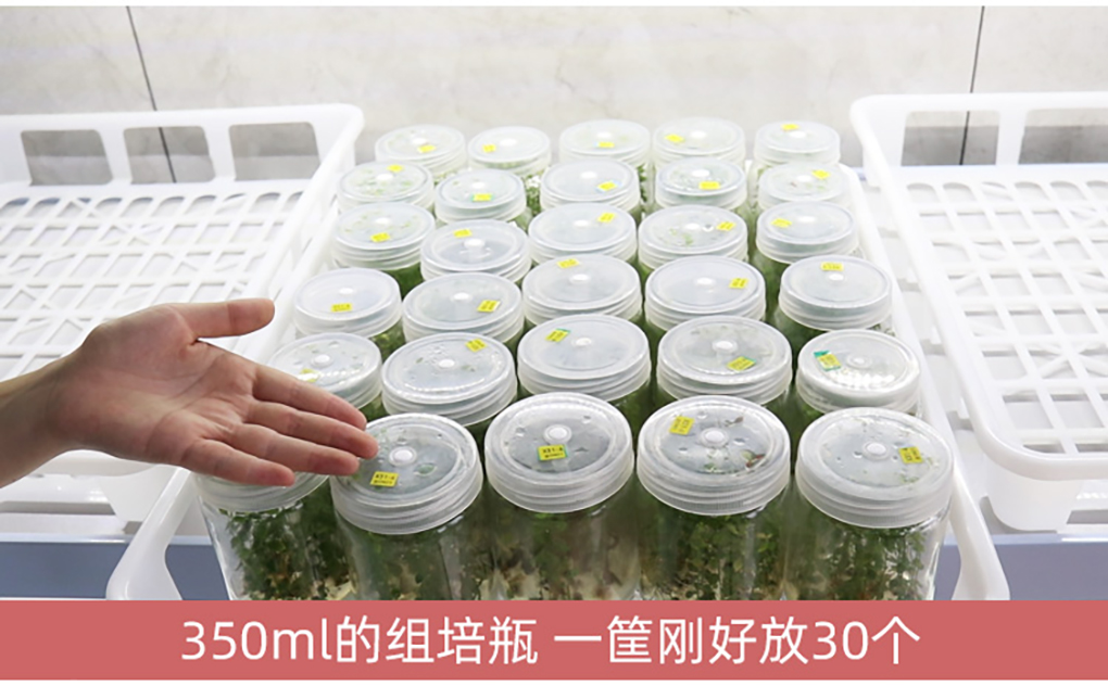 1662364741162717.jpg 組培筐11.jpg