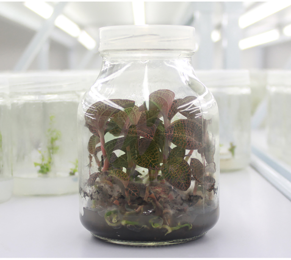 1662366626670485.jpg 各種玻璃瓶_12.jpg