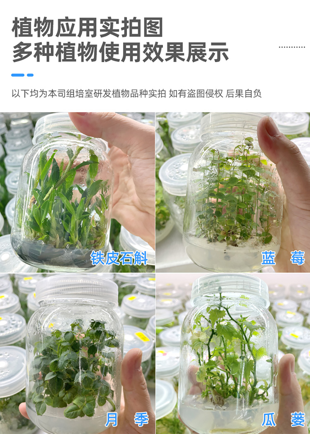 1662529596172681.jpg 瓊脂粉_07.jpg