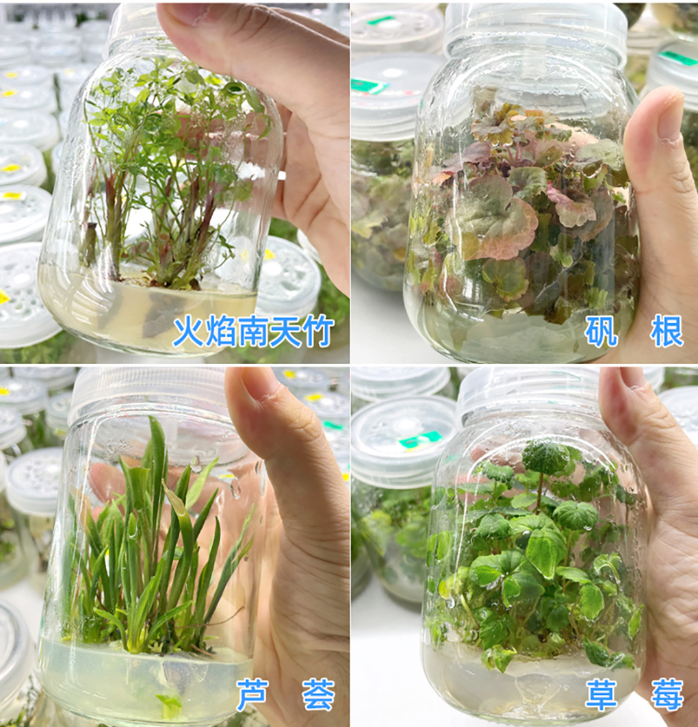 1662529598351391.jpg 瓊脂粉_08.jpg