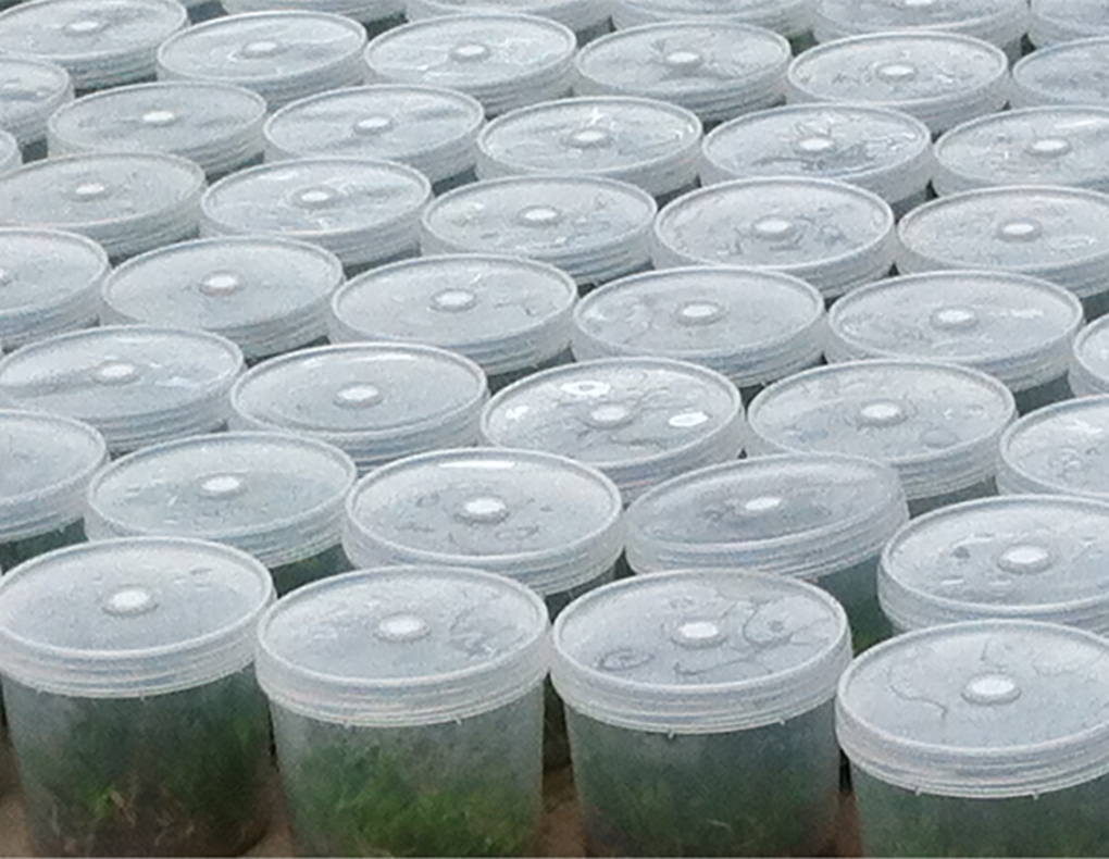 1670401891460896.jpg PP組培瓶_15.jpg