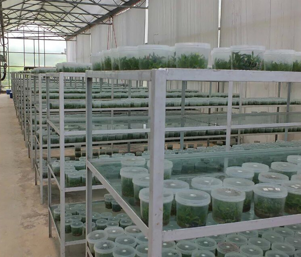 1670401893726609.jpg PP組培瓶_16.jpg