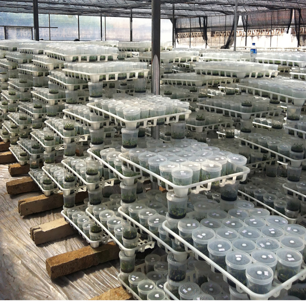 1670401895920755.jpg PP組培瓶_17.jpg