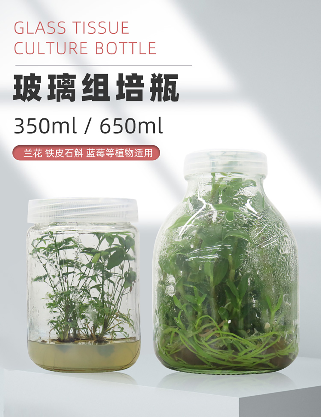 1670568797167935.jpg 玻璃組培瓶_01.jpg