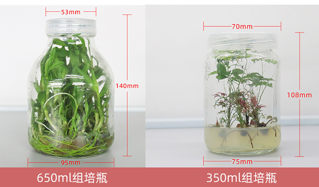 1670568801895906.jpg 玻璃組培瓶_03.jpg