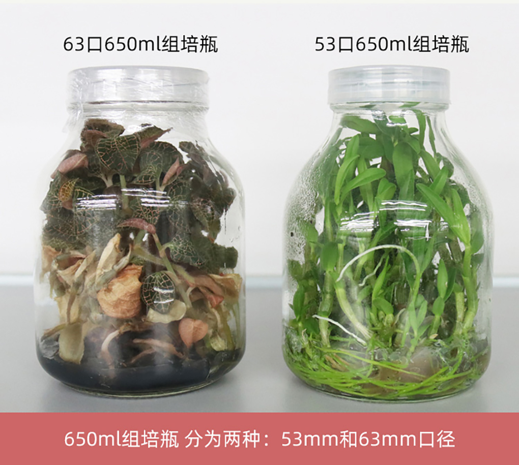 1670568803198756.jpg 玻璃組培瓶_04.jpg