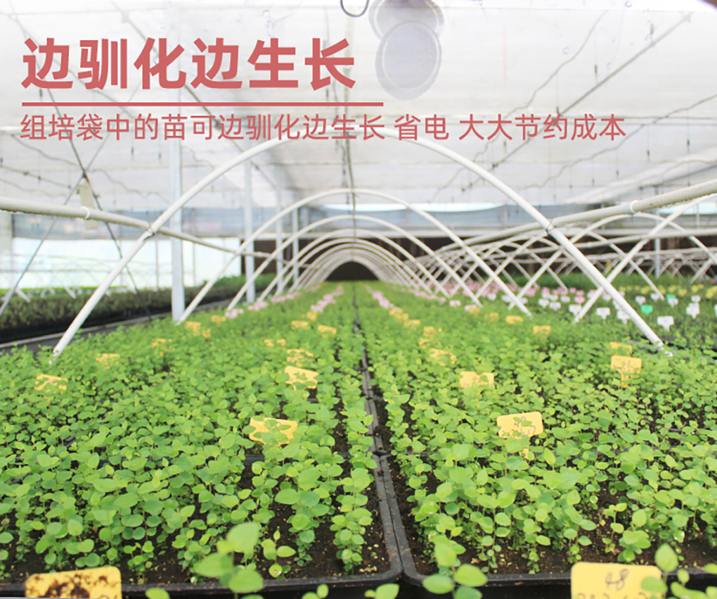 1670573116893234.jpg 組培袋_10.jpg