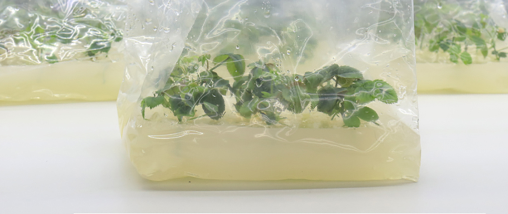 1670573121402523.jpg 組培袋_12.jpg