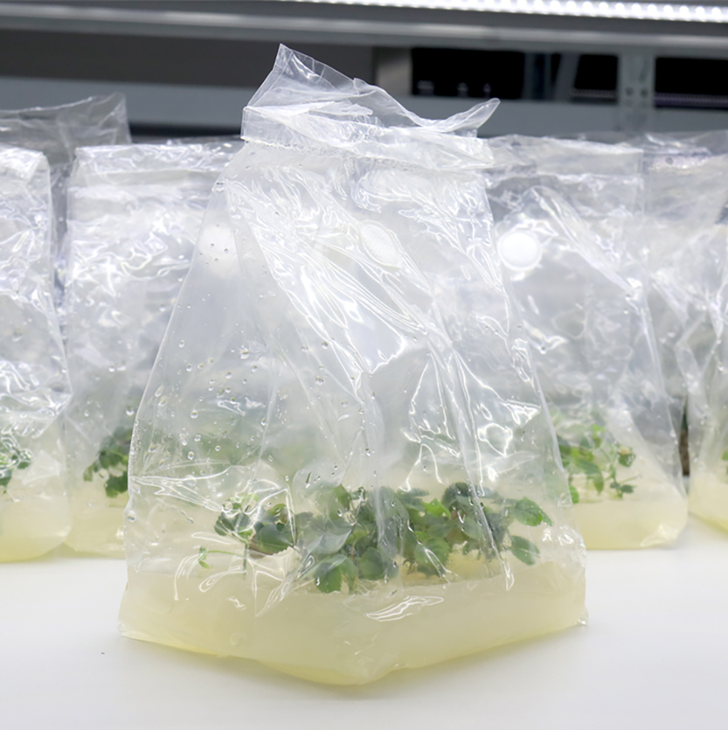 1670573125102502.jpg 組培袋_13.jpg