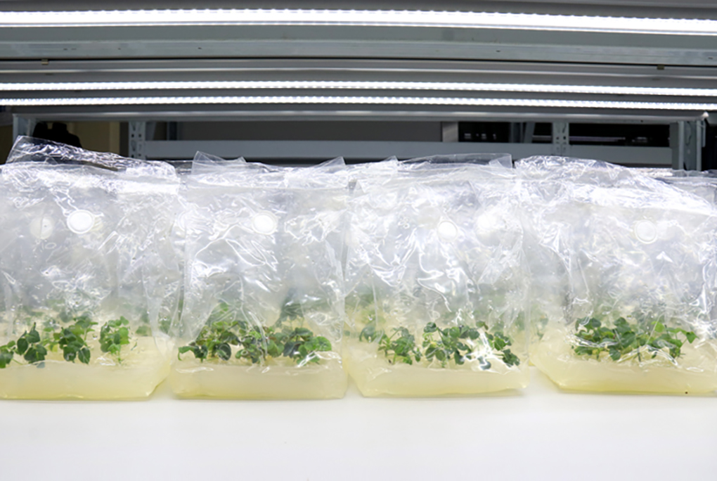 1670573128949440.jpg 組培袋_14.jpg