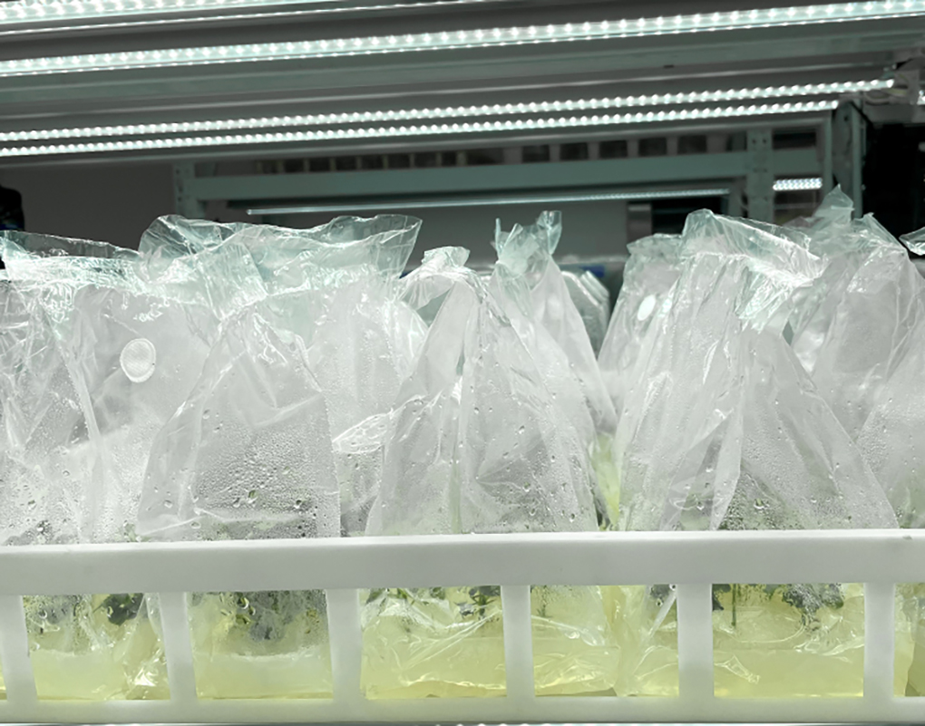 1670573129119043.jpg 組培袋_15.jpg