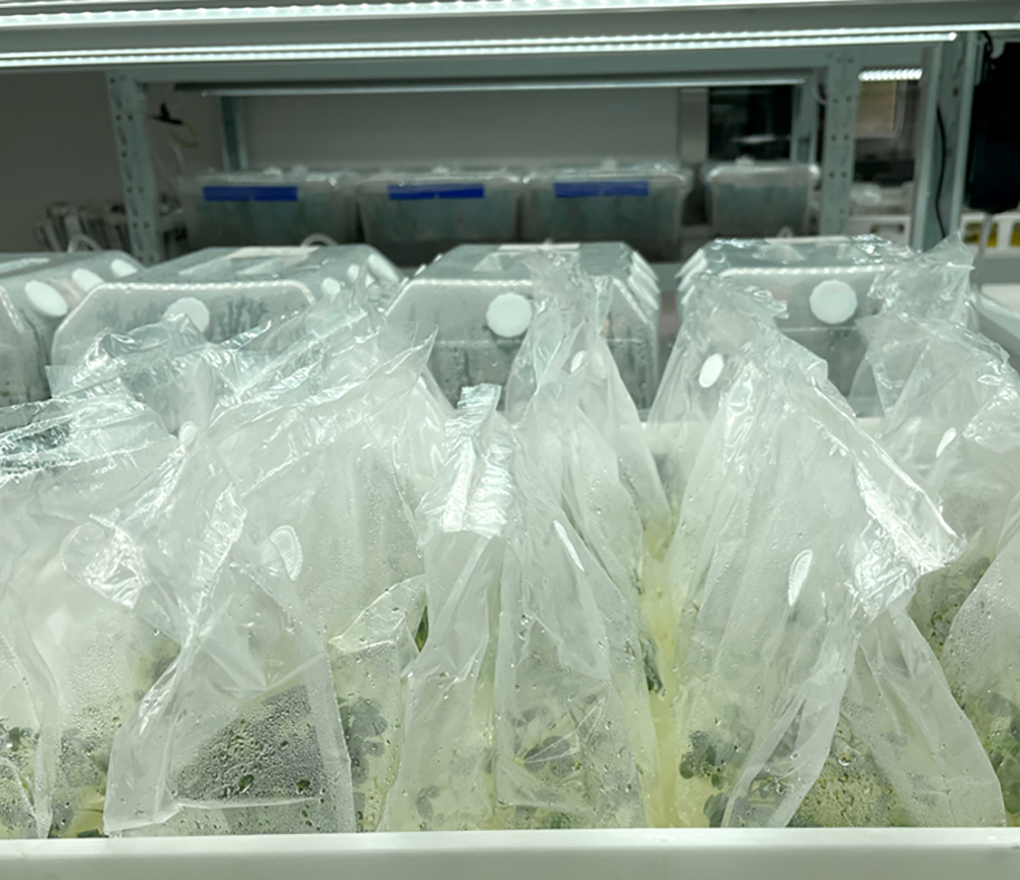 1670573131756567.jpg 組培袋_16.jpg